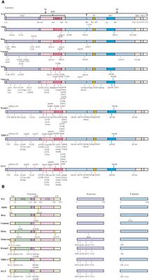 Potential immune evasion of the severe acute respiratory syndrome coronavirus 2 Omicron variants